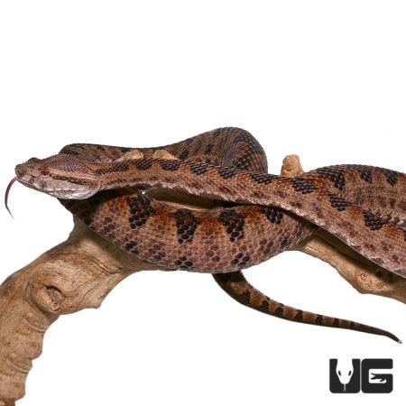 Elegant Pit Viper pair resting on a branch, showcasing their striking patterns and colors.