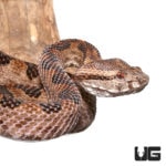Elegant Pit Viper Pair For Sale - Underground Reptiles