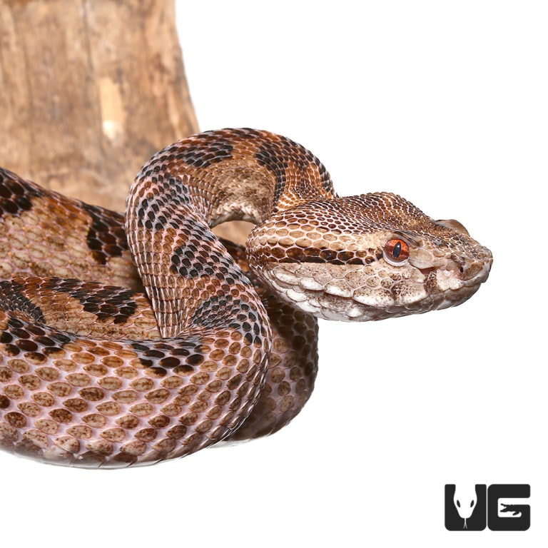Elegant Pit Viper (Protobothrops elegans) For Sale Underground Reptiles