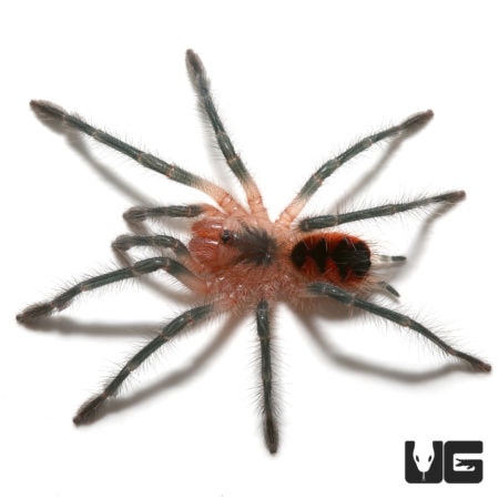 Esmeralda Birdeater Tarantula For sale - Underground Reptiles