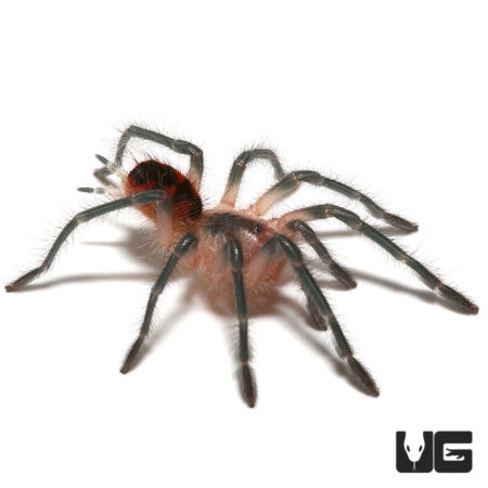 Close-up of a young Esmeralda Birdeater tarantula, 1 inch in size, showcasing its detailed hairy bod.