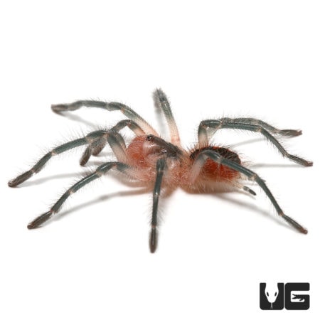 High-quality image of an Esmeralda Birdeater tarantula, a popular exotic pet from Underground Reptil.