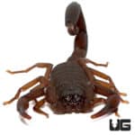 Florida Bark Scorpions (Centruroides gracilis) For Sale - Underground Reptiles