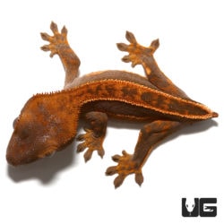 Baby Crested Geckos For Sale - Underground Reptiles