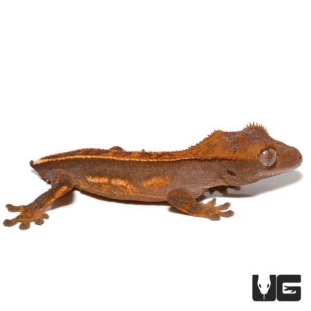 Baby tailless crested gecko on white background, close-up view.