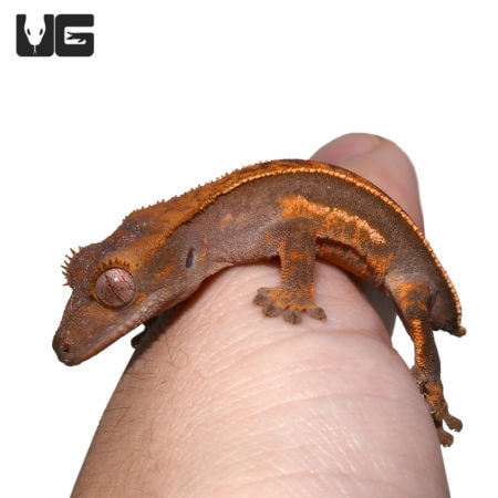 Baby Crested Geckos For Sale - Underground Reptiles