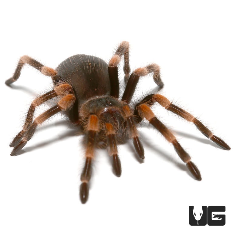 Giant Mexican Red Knee Tarantula (Brachypelma smithi) For Sale ...