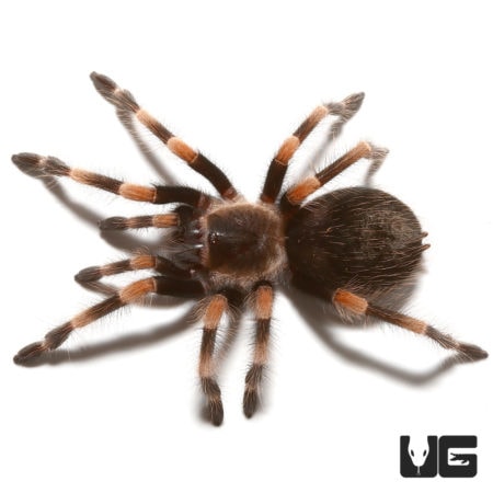 Male Giant Mexican Red Knee Tarantula, 2-inch size, in natural pose.