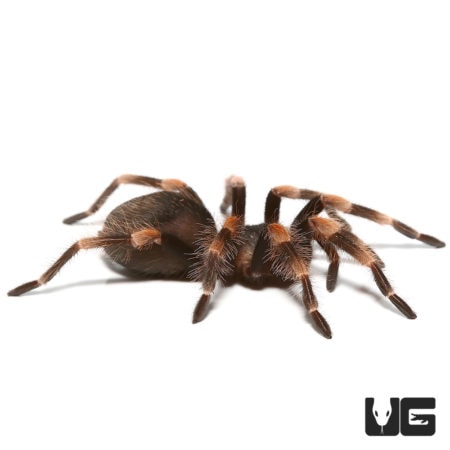 Male Giant Mexican Red Knee Tarantula, 2-inch size, showcasing vibrant red knee markings.