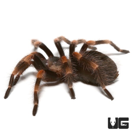 Giant Mexican Red Knee Tarantula, 2-inch male, from Underground Reptiles. Perfect for arachnid enthu.