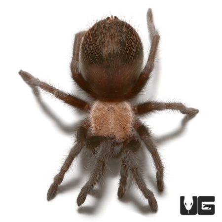 Male Mexican Golden Red Rump Tarantula, 2.25 inches, showcasing vibrant coloration and hairy body.