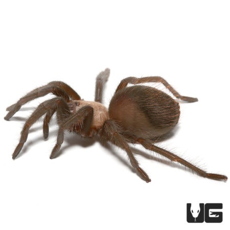 Male Mexican Golden Red Rump Tarantula, 2.25 inches, showcasing its distinctive coloration and size.
