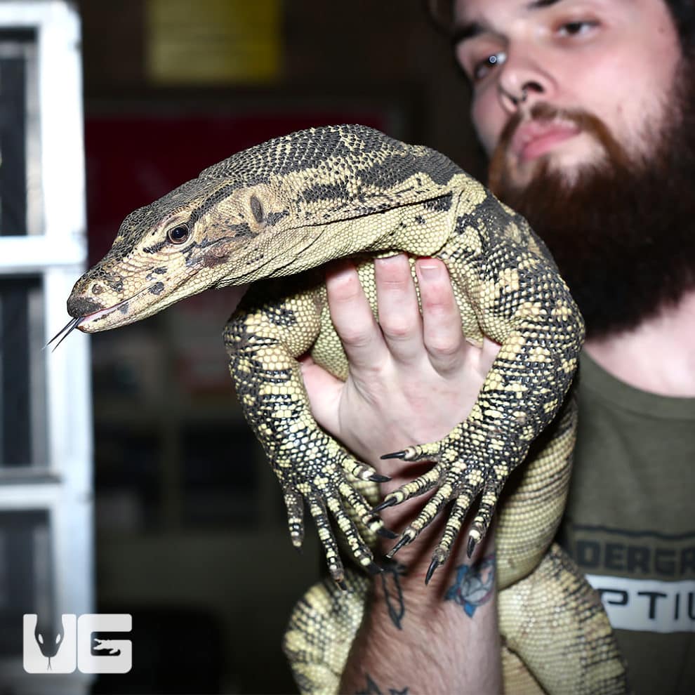 Dumeril's Monitors For Sale Underground Reptiles