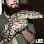 Guru Water Monitors For Sale - Underground Reptiles