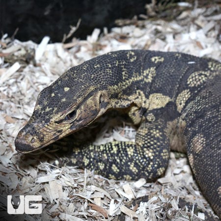 Female Guru Water Monitor, a stunning and rare reptile species, perfect for reptile enthusiasts and.