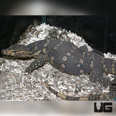 Female Guru Water Monitor in enclosure, showcasing its distinctive markings and size.