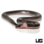 Baby Sunbeam Snakes For Sale - Underground Reptiles