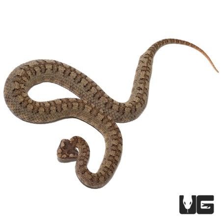 Pair of horned pit vipers with distinctive horns and patterned scales.