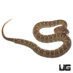 Horned Pit Viper Pair For Sale - Underground Reptiles