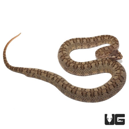 Horned Pit Vipers (Protobothrops cornutus) For Sale - Underground Reptiles