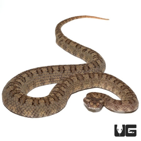 Close-up of a pair of horned pit vipers with distinctive markings on white background.