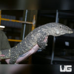 Nile Monitors For Sale - Underground Reptiles