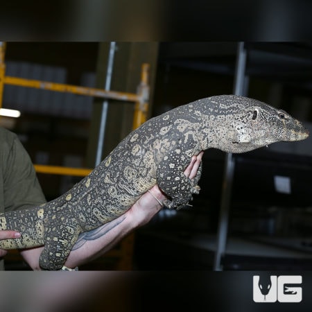 Nile Monitors For Sale - Underground Reptiles