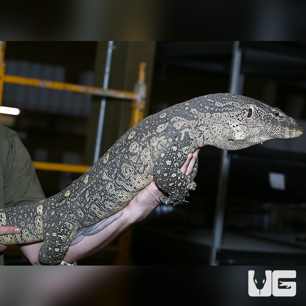 Nile Monitor For Sale Underground Reptiles
