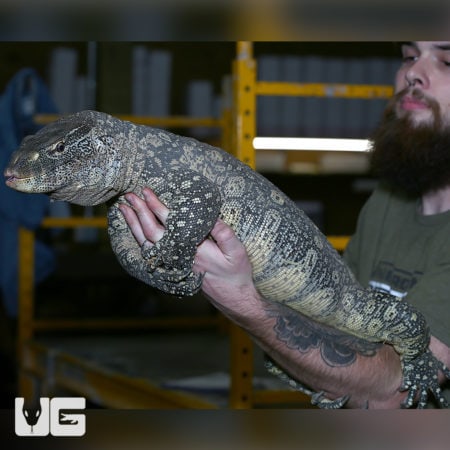 Male Ornate Nile Monitor lizard held by a person in a reptile store.