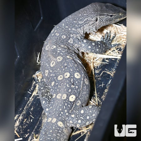 Male Ornate Nile Monitor in enclosure with bedding and hiding spot.