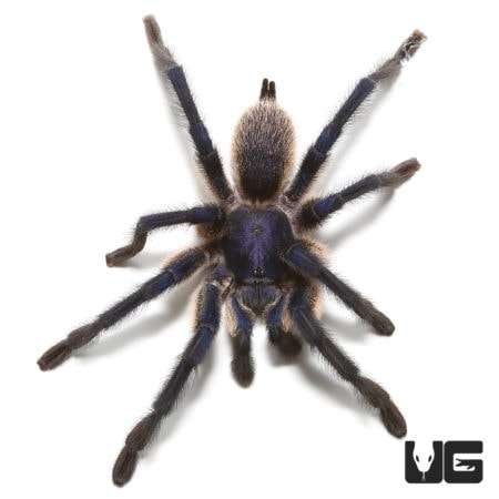 Socotra Island Blue Baboon Tarantula, 3-4" size, exotic arachnid.