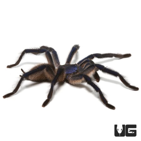 Socotra Island Blue Baboon Tarantulas (Monocentrophus balfouri) For Sale - Underground Reptiles