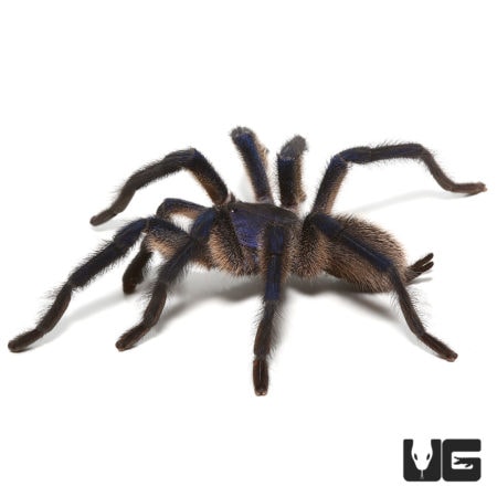 Socotra Island Blue Baboon Tarantulas (Monocentrophus balfouri) For Sale - Underground Reptiles