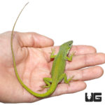 Megladon Green Anole For Sale - Underground Reptiles