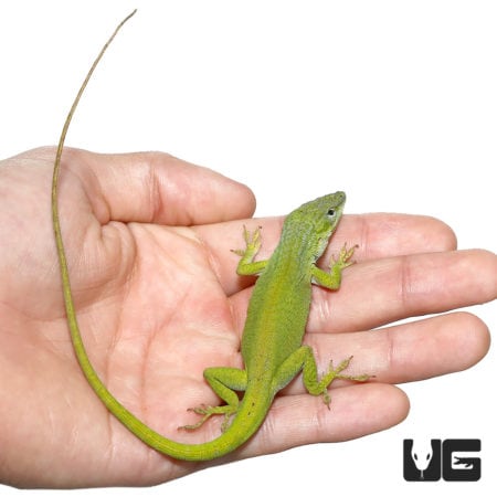 Megladon Green Anole For Sale - Underground Reptiles