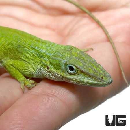 Megladon Green Anole For Sale - Underground Reptiles