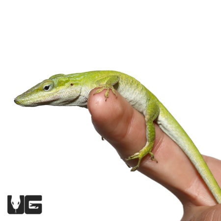 Megladon Green Anole For Sale - Underground Reptiles