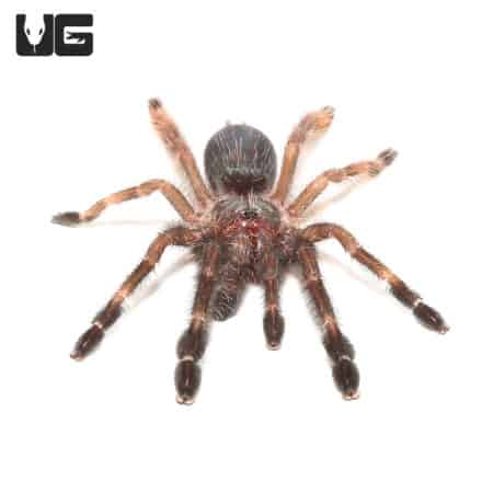 Mexican Red and Black Tree Spiders (Psalmopoeus victori) For Sale - Underground Reptiles