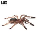 Mexican Red and Black Tree Spiders (Psalmopoeus victori) For Sale - Underground ReptilesMexican Red and Black Tree Spiders (Psalmopoeus victori) For Sale - Underground Reptiles
