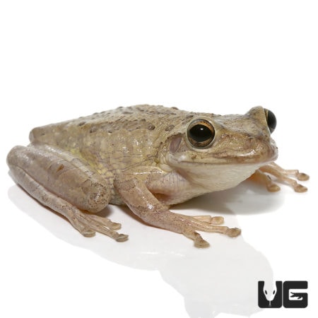 Cuban Tree Frogs For Sale - Underground Reptiles