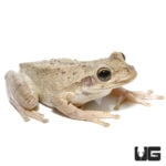 Cuban Tree Frogs For Sale - Underground Reptiles
