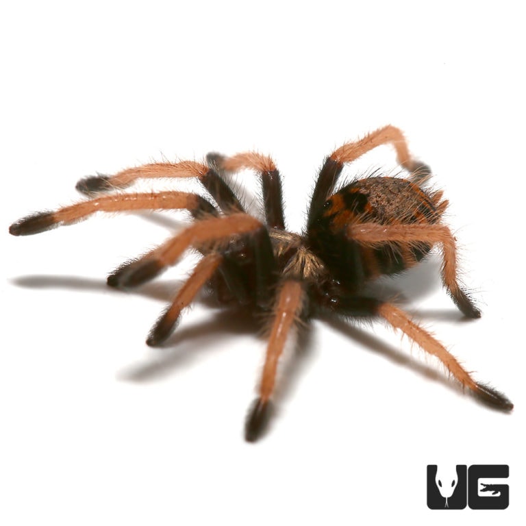 Green Bottle Blue Tarantula - Underground Reptiles