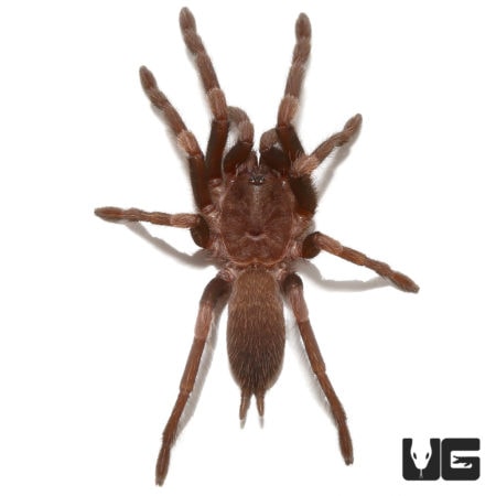 Large Himalayan Birdeater tarantula, a popular exotic pet species.