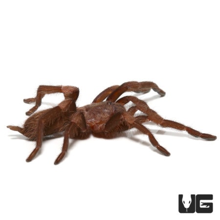 Himalayan Birdeater Tarantula (haplocosmia himalayana) For Sale - Underground Reptiles