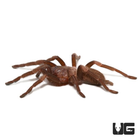 Himalayan Birdeater Tarantula, 2-inch size, ideal for exotic pet enthusiasts.