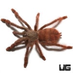 Orange Tree Spider (Tapinauchenius gigas) For Sale - Underground Reptiles