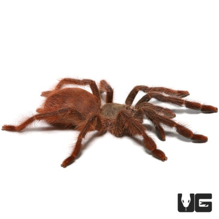 Close-up of a male orange tree spider with detailed hairy body and legs.