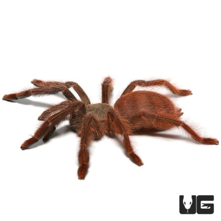 Male orange tree spider with vibrant coloration on a white background.