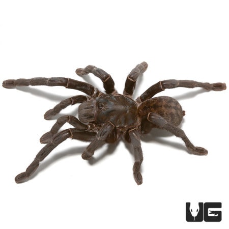 Thai Tiger Tarantulas (Cyriopagopus vonwirthi) For Sale - Underground Reptiles