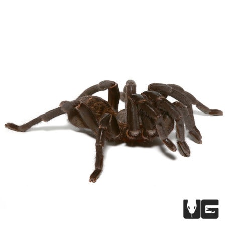 Female Thai Tiger Tarantula, 4.5-5 inches, showcasing distinctive markings and dark coloration.